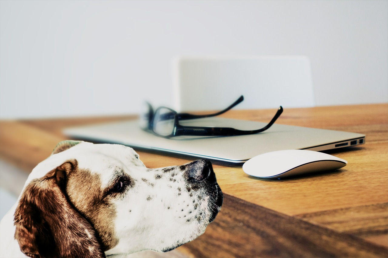 Dog by a desk